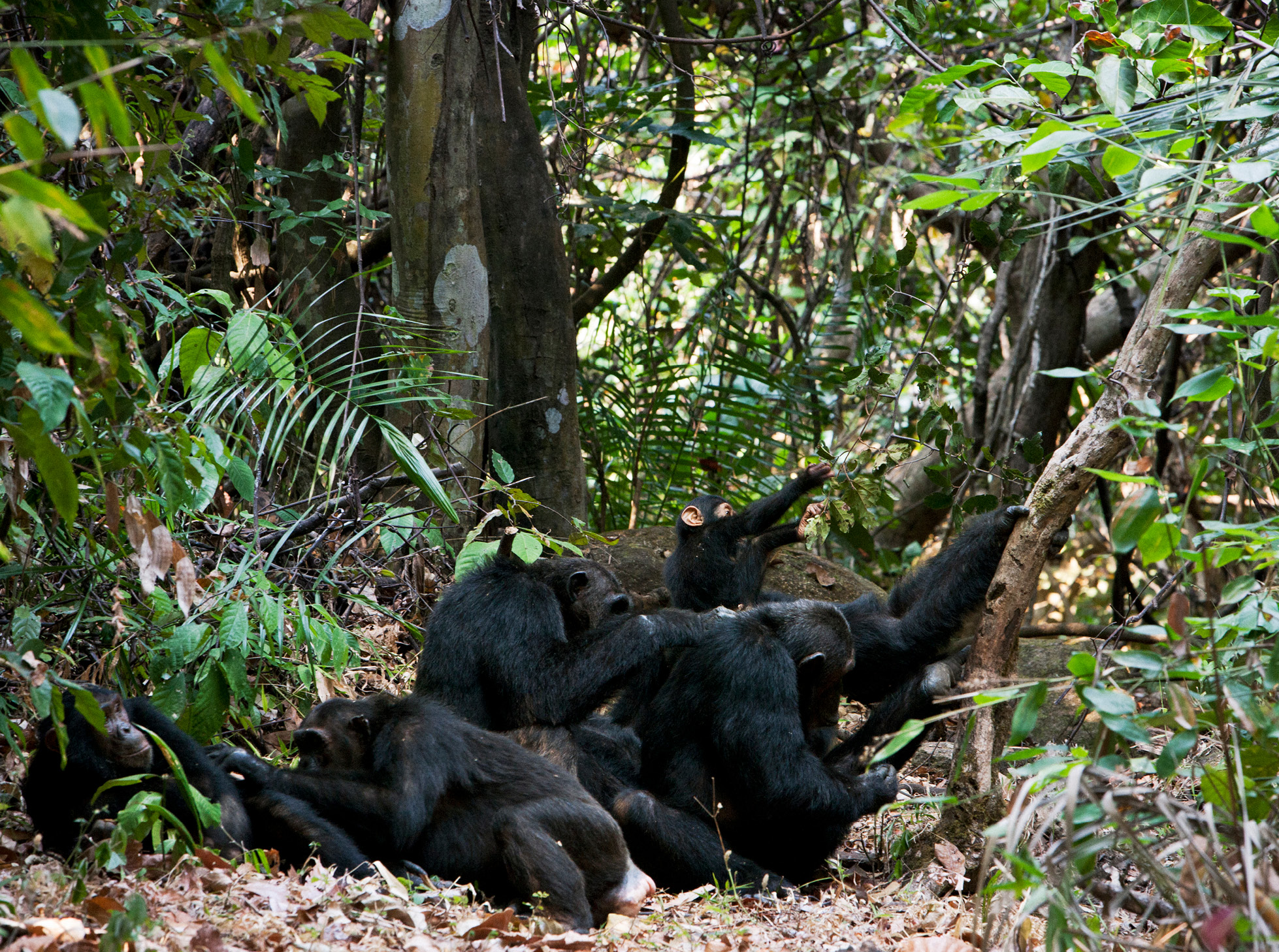 Greystoke Mahale Western Tanzania chimpanzee wifi free family holiday 