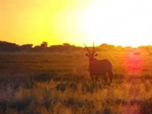 kalahari gazelle